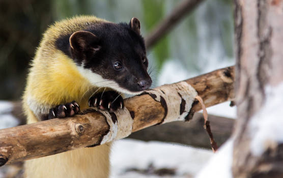 Yellow-Throated Marten III