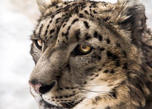 Snow Leopard Close-up by OrangeRoom