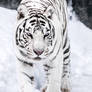 White Tigress III