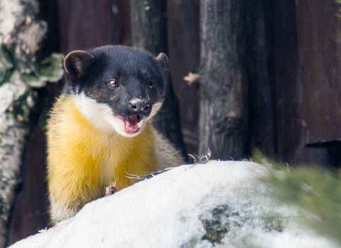 Yellow-Throated Marten IV