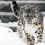 Snow Leopard VII