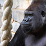 Male Gorilla Portrait I