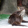 European Otters Rumble I