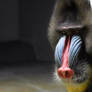 Male Mandrill Portrait I