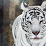 White Tigress Winter Portrait II