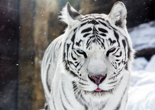 White Tigress Winter Portrait II