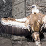 Behold Griffon Vulture!