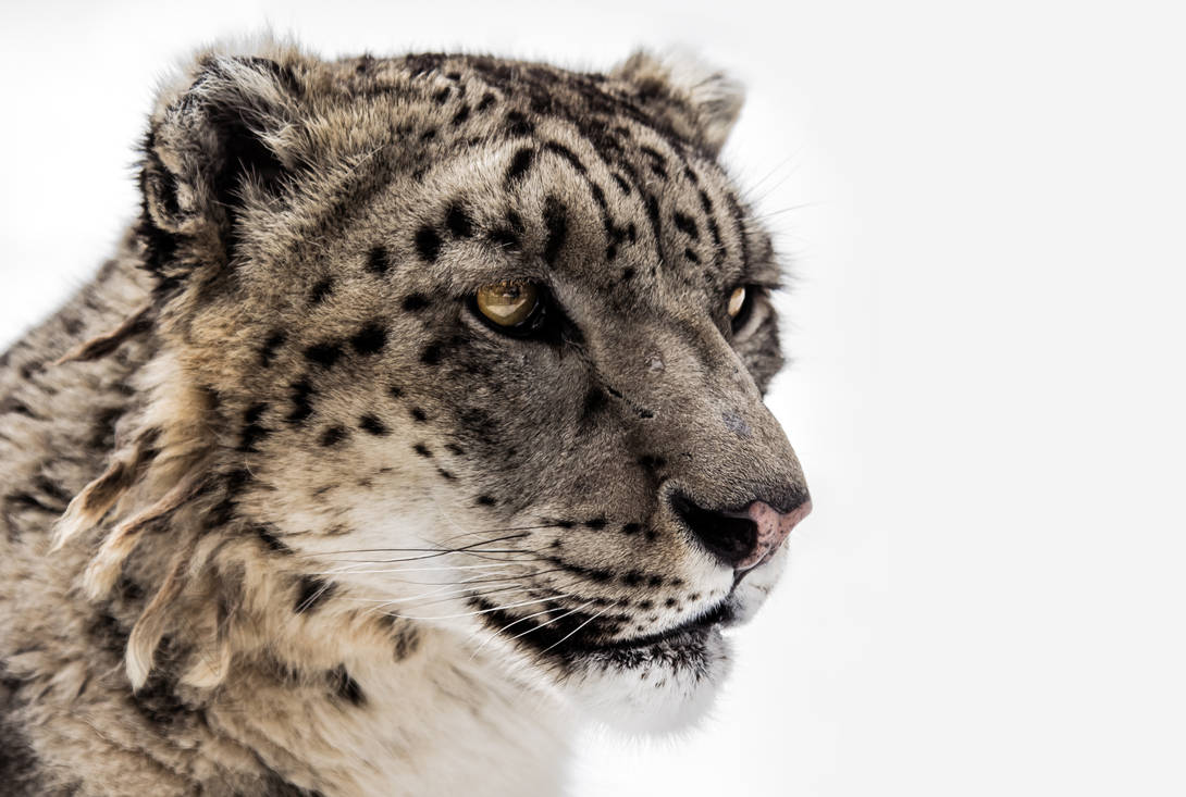 Snow Leopard Close-up II by OrangeRoom on DeviantArt