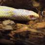 Lampropeltis getulus californiae ALBINO I