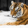 Amur Tigress Portrait I