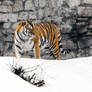 Amur Tigress In the Snow I