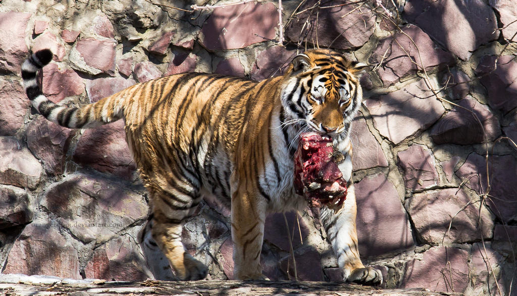 Tiger's Meal I