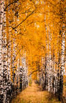 Autumn Days IV by OrangeRoom