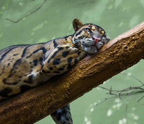 PZ Clouded Leopard Portrait