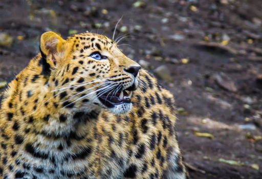 PZ Amur Leopard Close-up Portrait 1