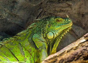 PZ Iguana Close-up Portrait