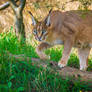 PZ Caracal Portrait