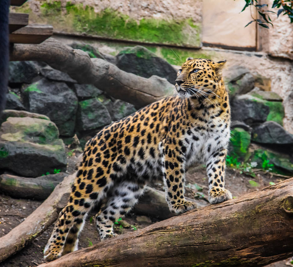 PZ Amur Leopard Portrait By OrangeRoom On DeviantArt pz-amur-leopard-portrait-by-orangeroom-on-deviantart
