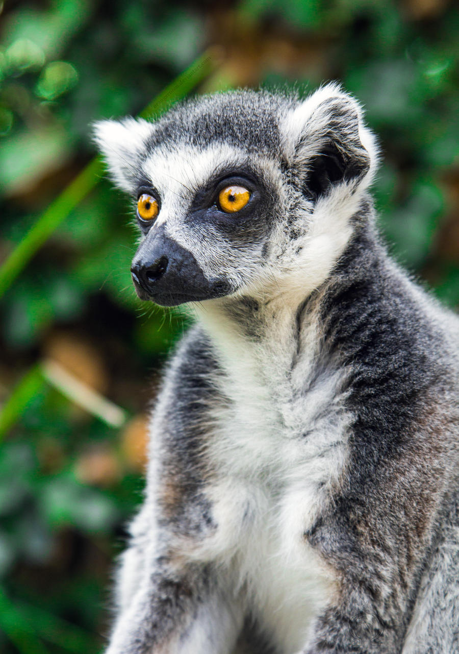 PZ Ring-Tailed Lemur Close-up Portrait