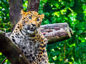 PZ Amur Leopard  Cub Close-up Portrait