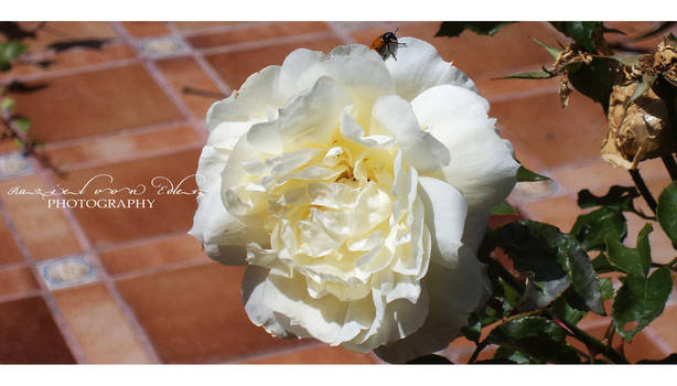 White yellow Rose