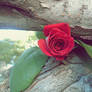 Rose in tree II