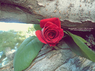 Rose in tree II