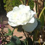 White Rose