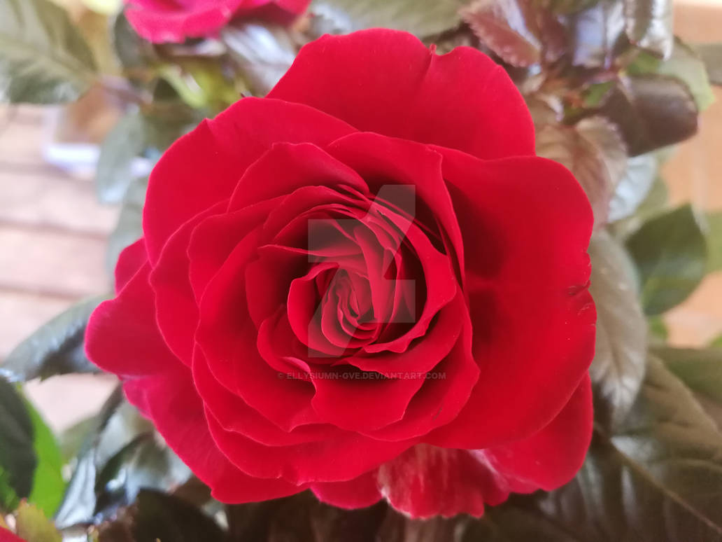 Red rose by Ellysiumn-GvE