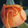 Yellow... Orange rose