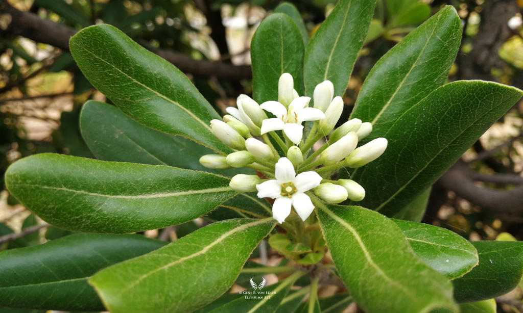 White flowers wallpaper