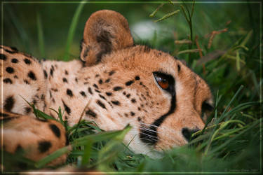 Cheetah Chillaxing