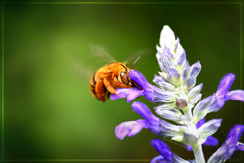 Teddy Bear Bee