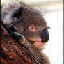 Kuddly Koala