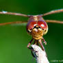 Red Eyes Dragonfly