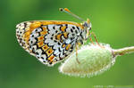 July Butterfly by Stefano-Coltelli