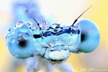 Blue Dragonfly by Stefano-Coltelli