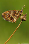 Butterfly - DK1 by Stefano-Coltelli
