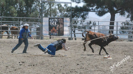 Steer Deco