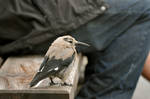wise ol bird by contemporaryhart