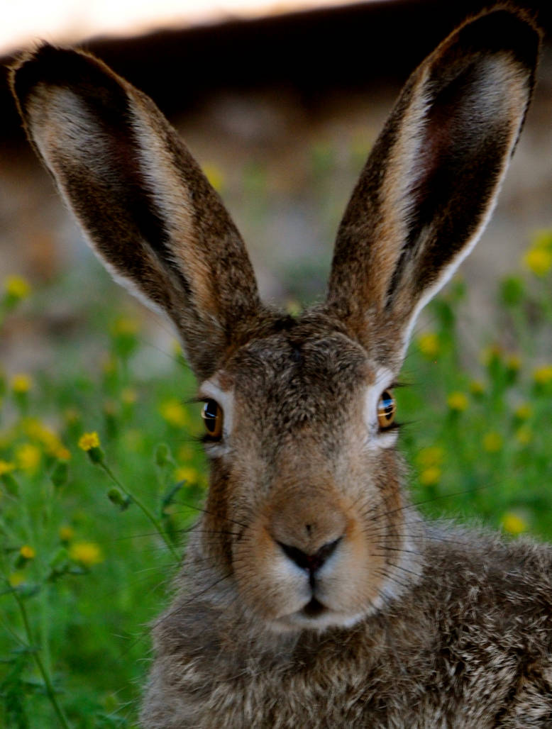 wabbit iii by contemporaryhart on DeviantArt