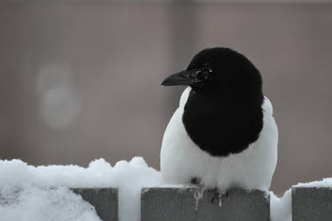 magpie