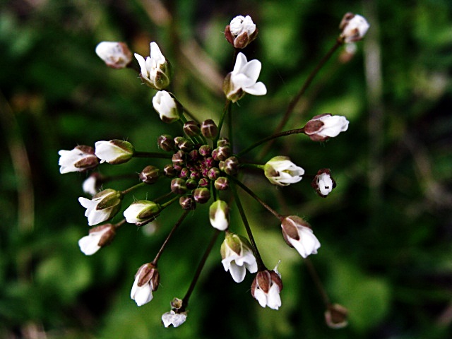 flowers.