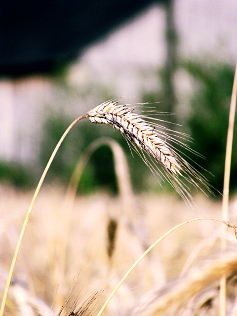 grain.