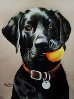 Black Lab with Ball