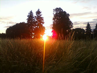 Wheat Grass Sunset