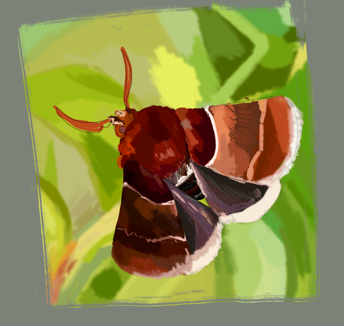 Another Moth Some Moth by Chemistfail on DeviantArt