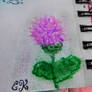 Knapweed sketch