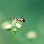 Fly by aubirdy