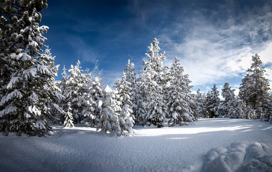 Snowy Path